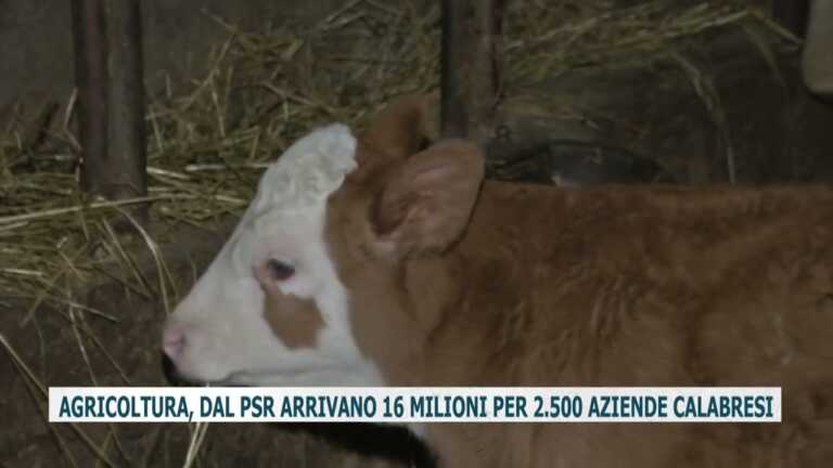 AGRICOLTURA, DAL PSR ARRIVANO 16 MILIONI PER 2.500 AZIENDE CALABRESI