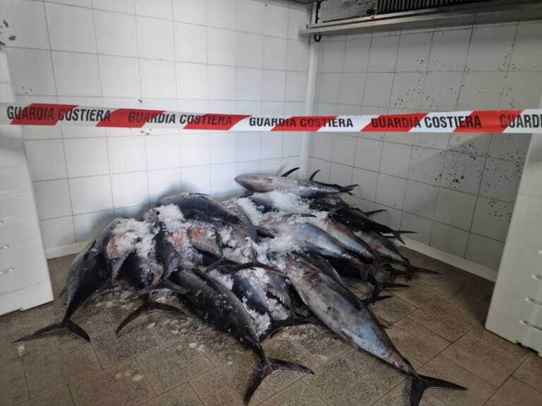Pesca di frodo: la Guardia Costiera sequestra 300 kg di tonno “alalunga”