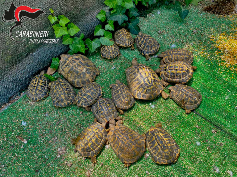 Sequestrate 23 tartarughe detenute all’interno di una proprietà privata, deferito il proprietario